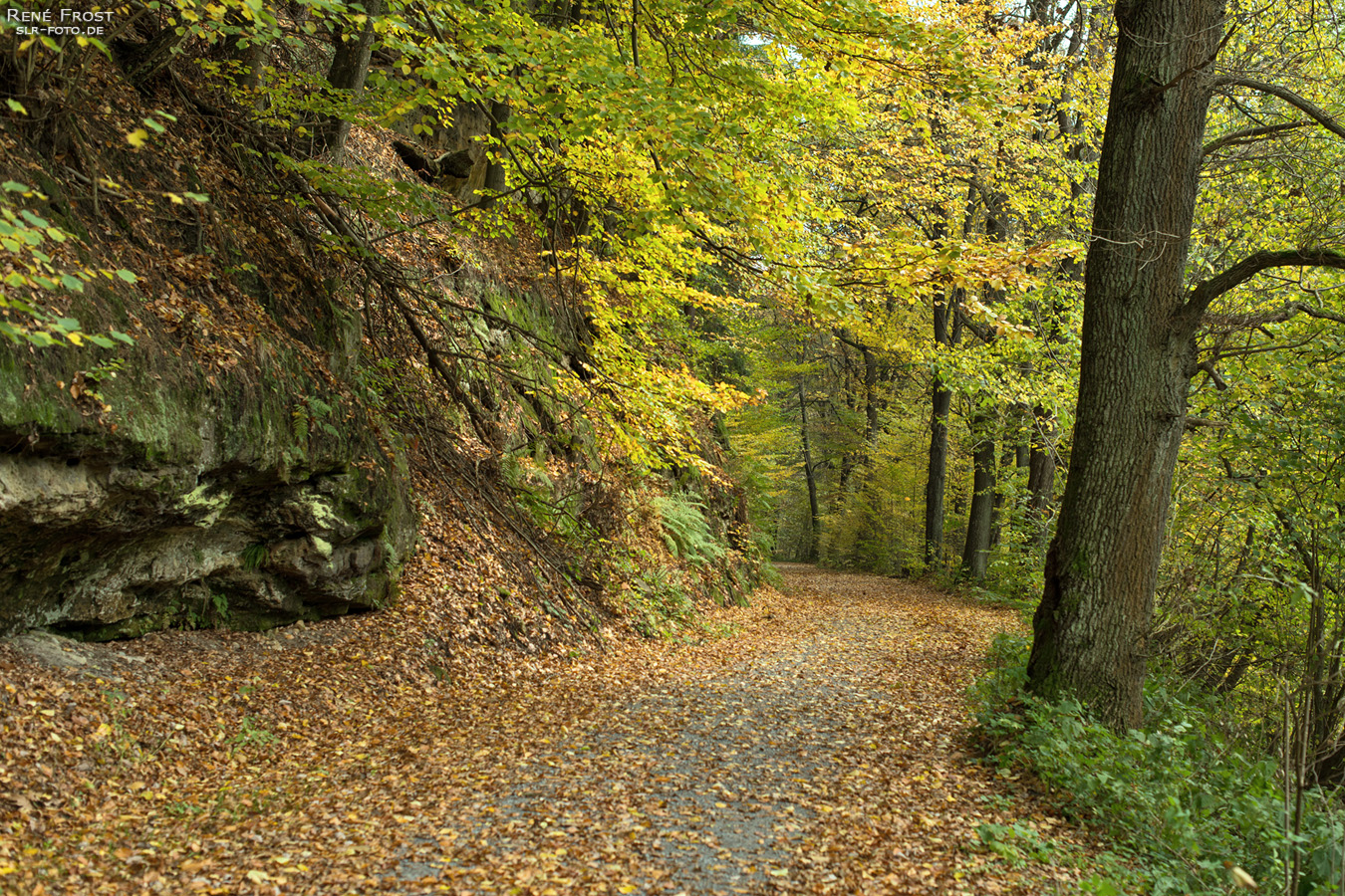 Waldweg im Polenztal