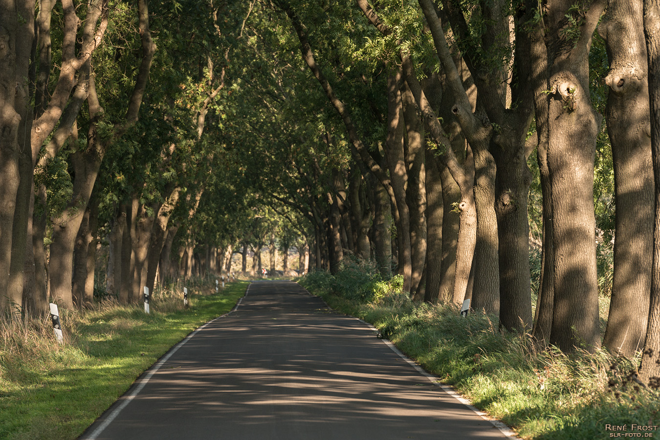 Eschen-Ahorn-Allee