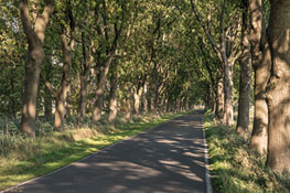 Eschen-Ahorn-Allee