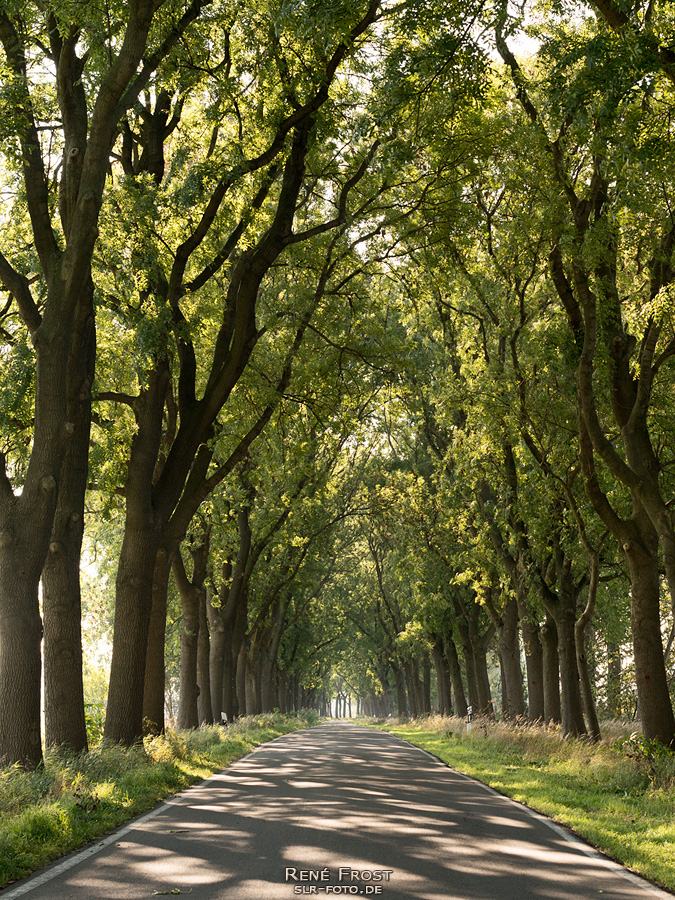 Eschen-Ahorn-Allee
