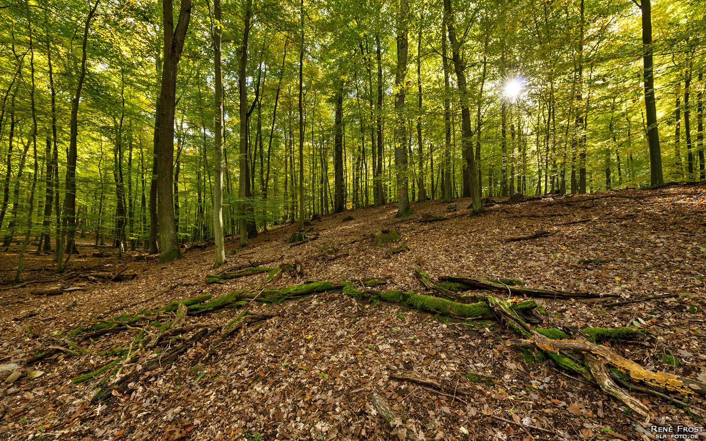 Lindenbäume im Gamengrund