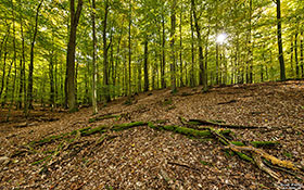 Lindenbäume im Gamengrund - Wald