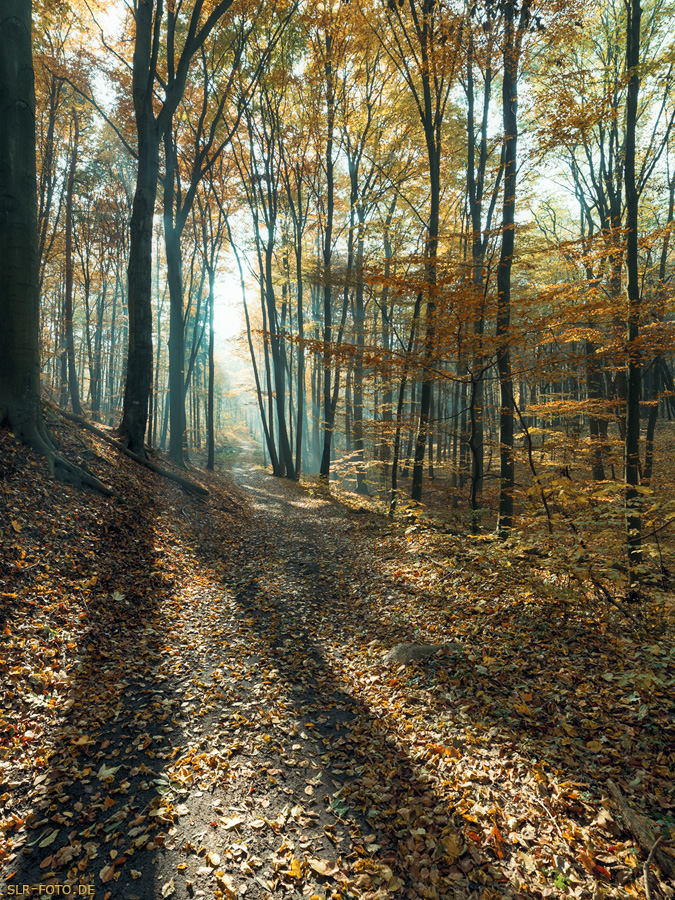 Gegenlicht im Wald