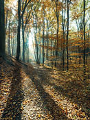 Gegenlicht im Wald