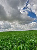 Grünes Feld - 602