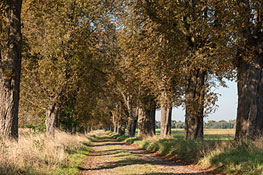 Kastanien-Allee im Herbst