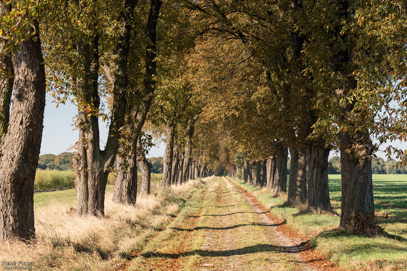 Kastanien-Allee imm Herbst