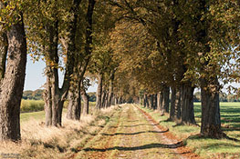 Kastanien-Allee im Herbst