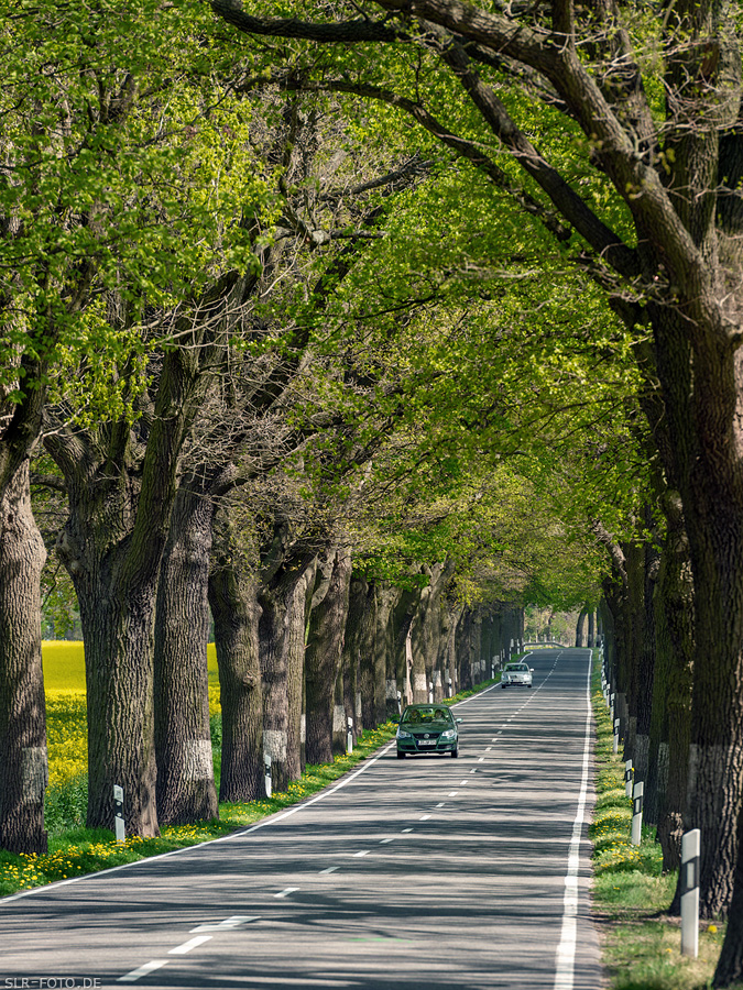 Landstraße, Allee, Rapsfeld