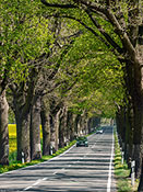 Landstraße, Allee, Rapsfelder