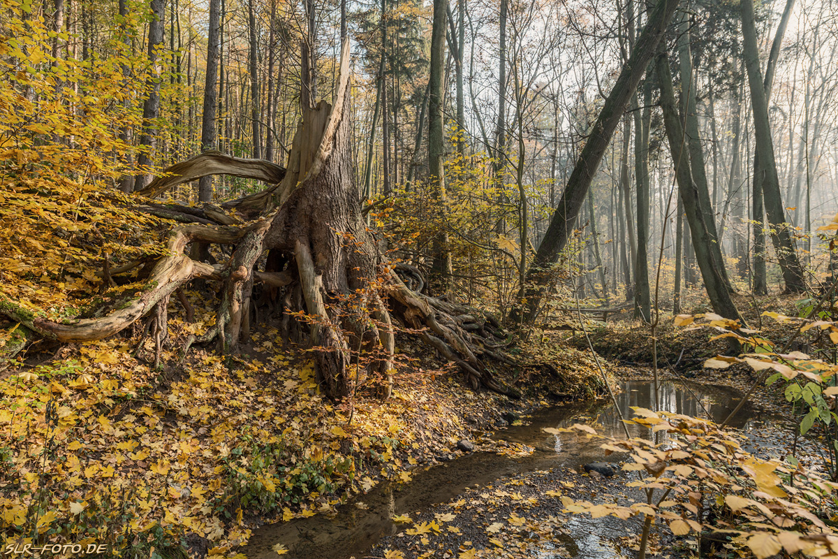 Baumstumpf im Wald