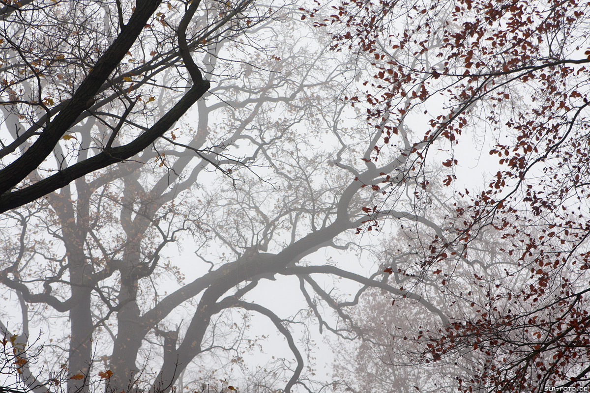 Äste im Nebel