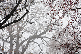 äste im Nebel