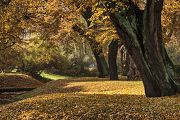 Park im Herbst