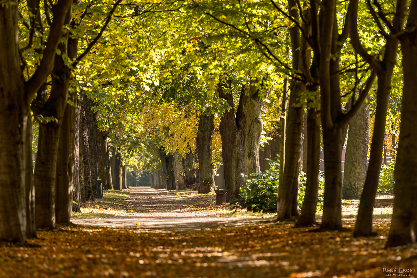 Allee im Park