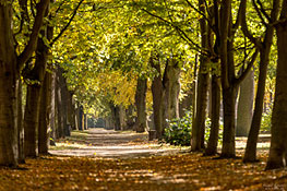Allee im Park