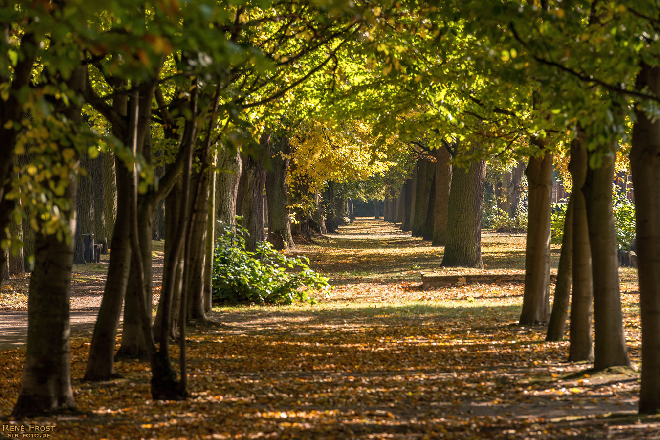 Allee im Park