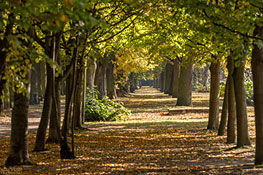 Allee im Park