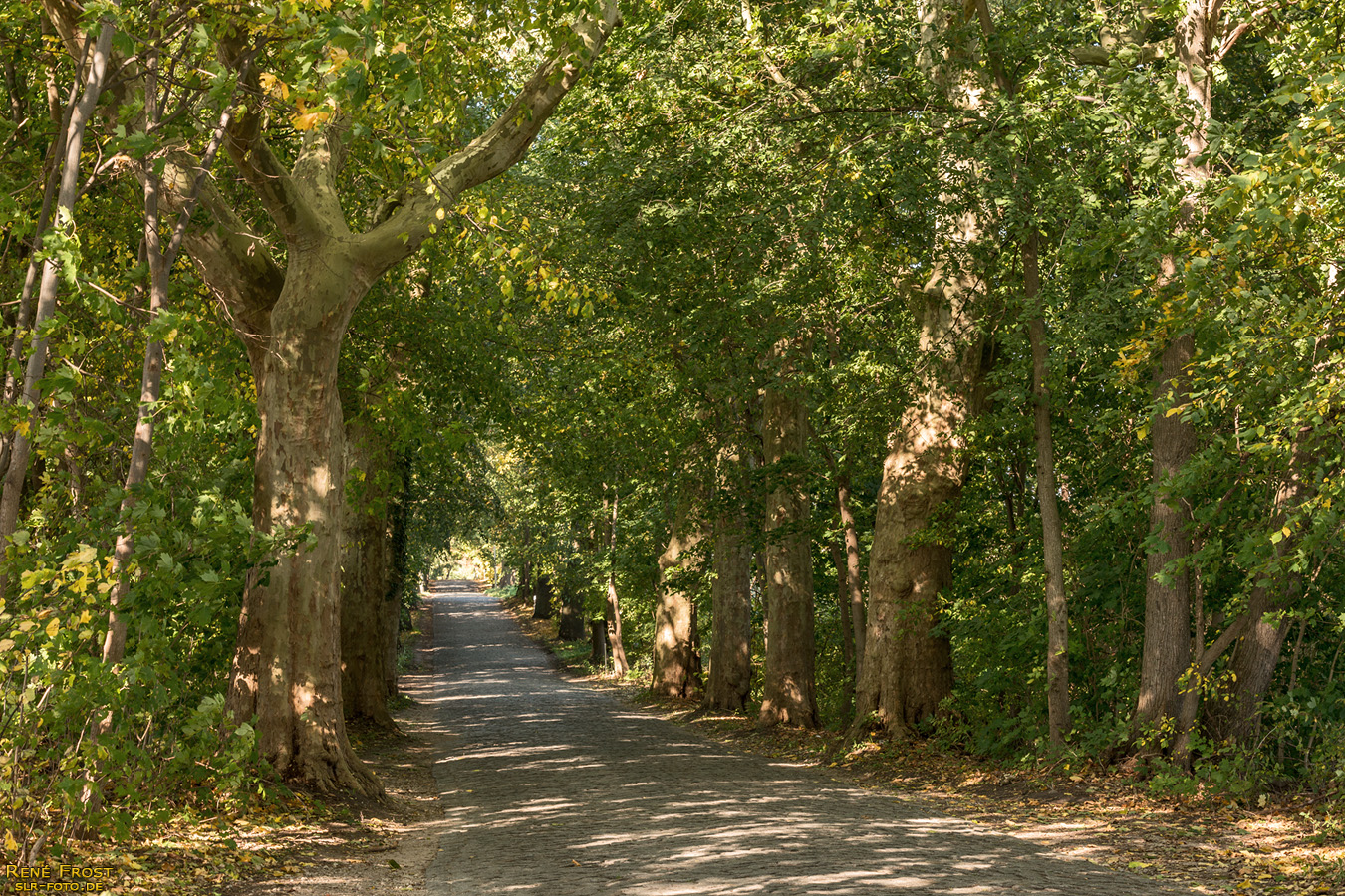 Platanen-Allee