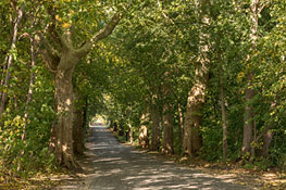 Platanen-Allee
