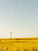 Energiefeld - Raps und Elektrizität