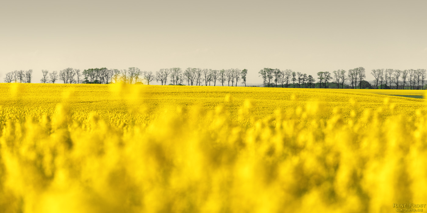 Rapsfeld und Bäume