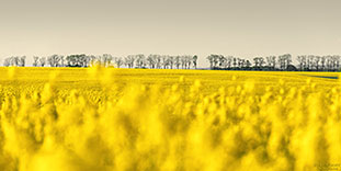 Rapsfeld und Bäume
