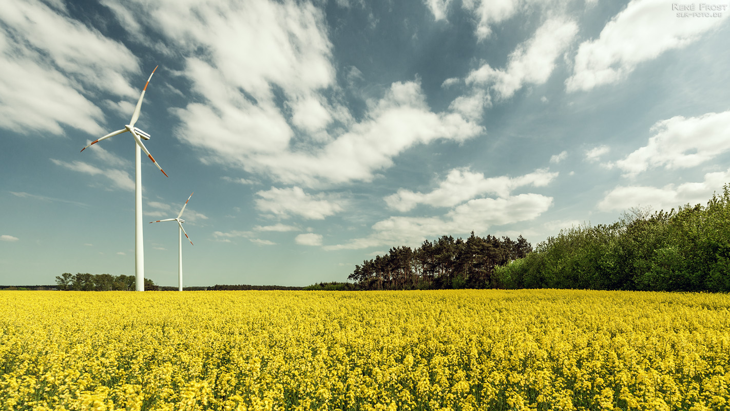 Windräder im Rapsfeld