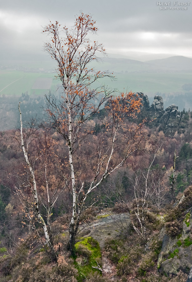 Sächsische Schweiz - Baum II