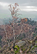 Sächsische Schweiz - Baum II