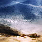 Vogelschwarm und Sonnenuntergang