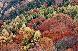 Herbstwald