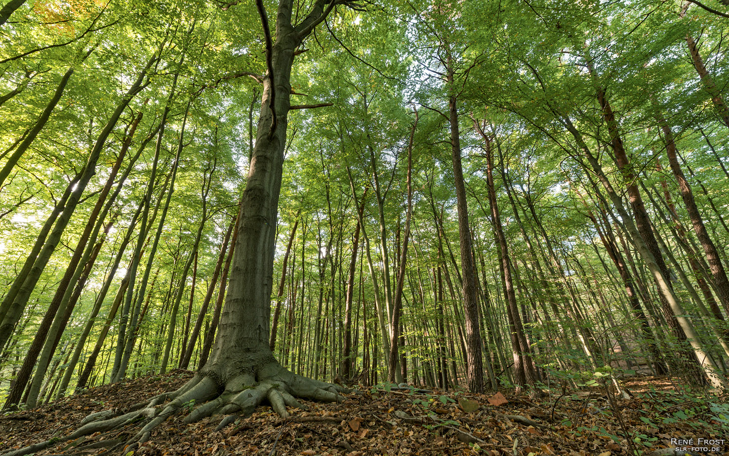 Wald in den Müggelbergen