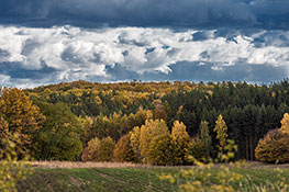 farbenfroher Wald