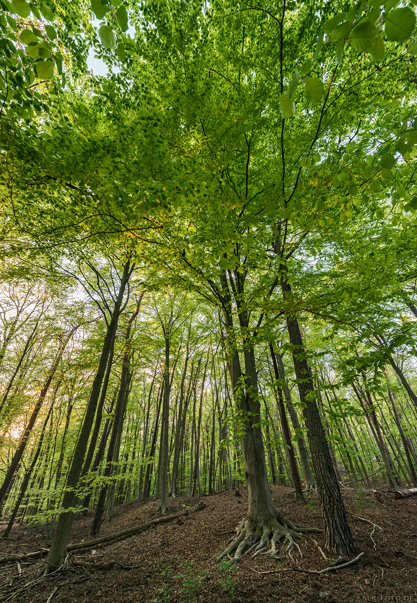 Wald in den Müggelbergen II