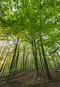 Wald in den Müggelbergen II