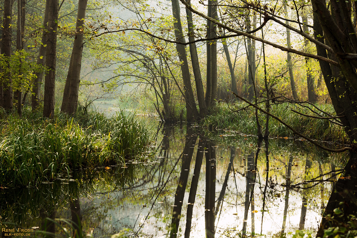 Waldfluss