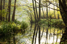 Waldfluss