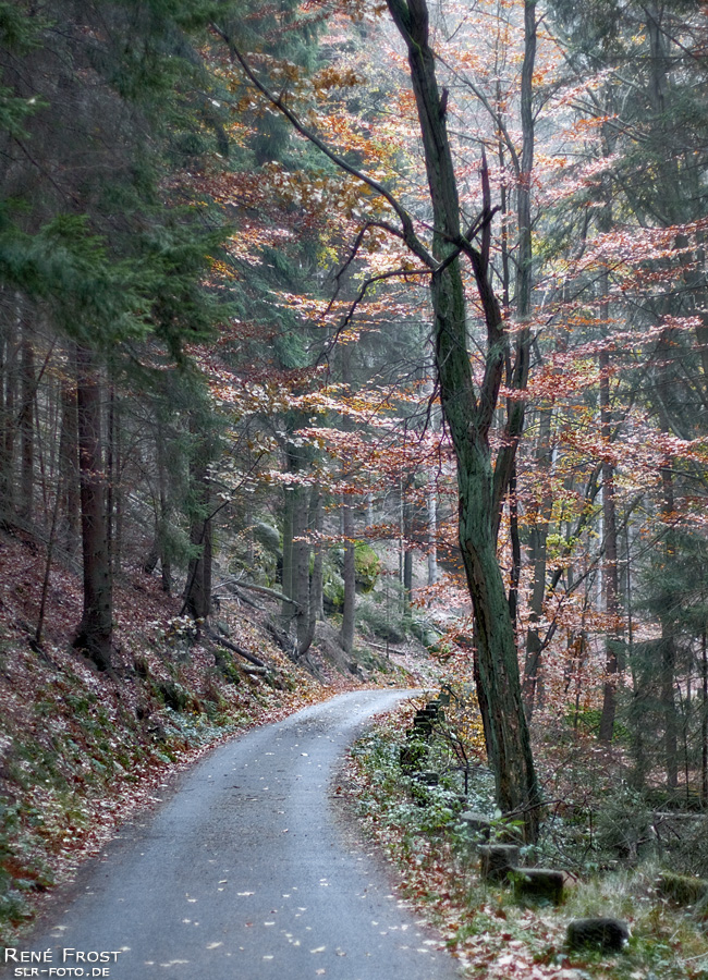Sächsische Schweiz - Waldweg