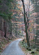 Sächsische Schweiz - Waldweg