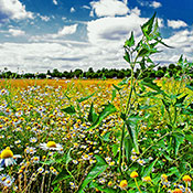Sommerwiese