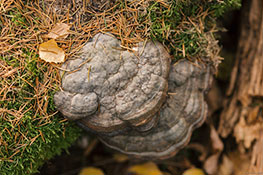 Baumpilze