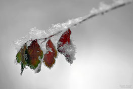 schneebeflockte Blätter