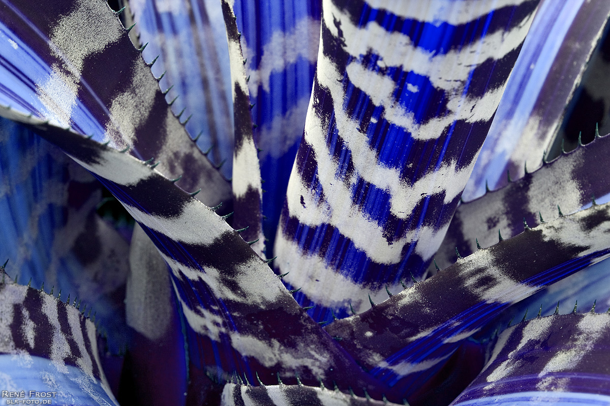 Blau #3701