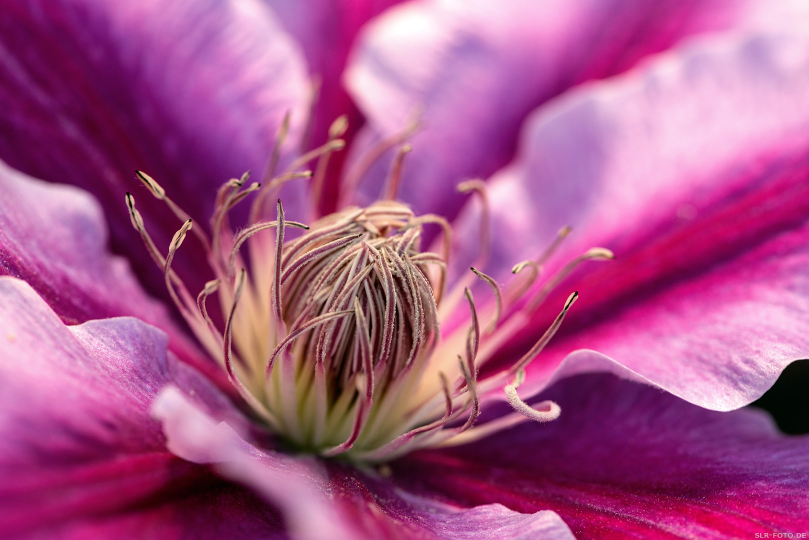 Clematis - Blüte