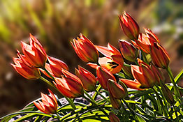 Wildtulpen im Gegenlicht