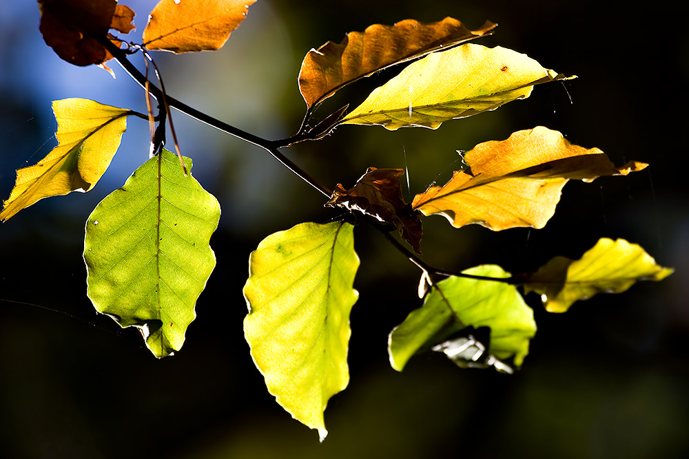 Herbstblätter