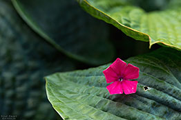 Hosta Red