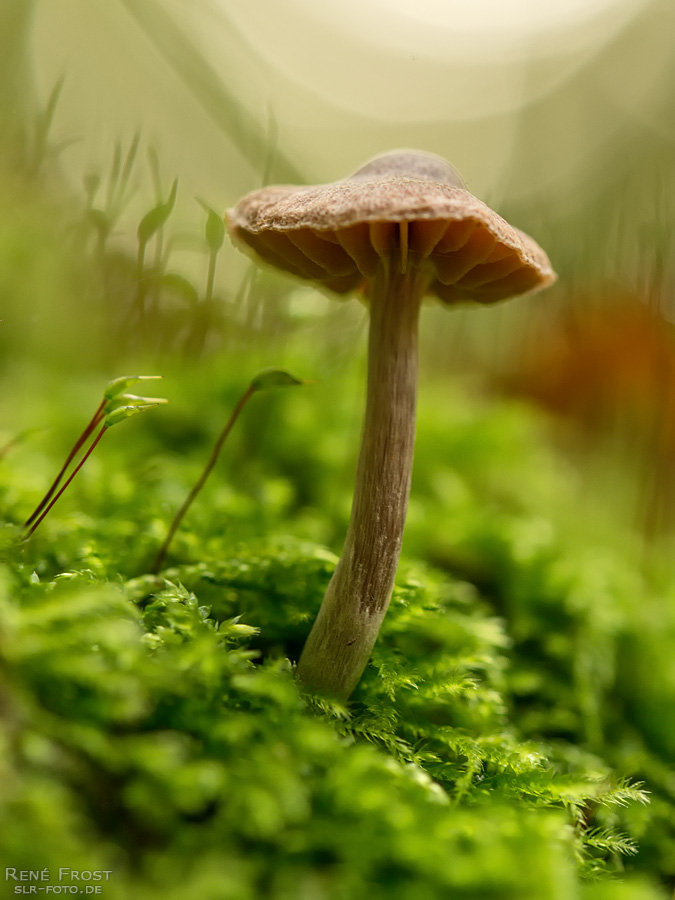 Pilz