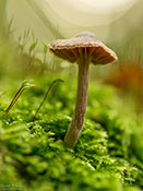 Pilz